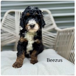 Beezus - Tri-color female Bernedoodle puppy in Pennsylvania from Bells Bernedoodles