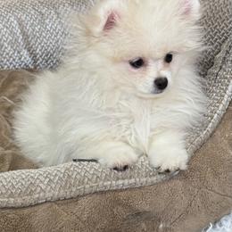 Cloud - Cream female Pomeranian puppy in Silver Springs, New York from Humehill