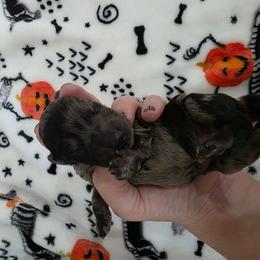 Solid black dapple - Dapple male Dachshund puppy in West Plains, Missouri from Spring Creek Dachshunds