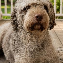 Nikko - Springerdoodle