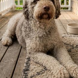 Nikko - Springerdoodle