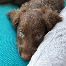Regulus 'Reggie' - Chocolate male Dachshund puppy in Englewood, Ohio from TS Dachshunds