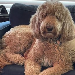 Merry - Goldendoodle