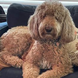 Merry - Goldendoodle