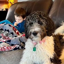 Bernedoodle and Goldendoodle Puppies from A.N.A. Doodles