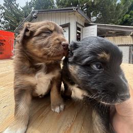 Australian Shepherd Puppies from McElroy Homestead Austrailian Shepherds