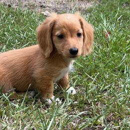 Boots - Red male Dachshund puppy in Lancaster, South Carolina from Oakview Kennels