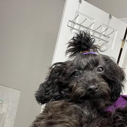 Maltese, Maltipoo, and Poodle Puppies from Healing Pawz LLC
