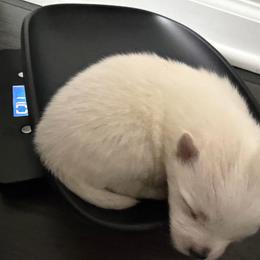 White B - White female Pomeranian puppy in Cheektowaga, New York from Luxe Legacy Pomeranians