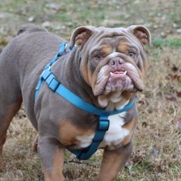Winston - Bulldog
