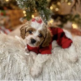 Bernedoodle and Cavapoo Puppies from Sugar Doodles Pups