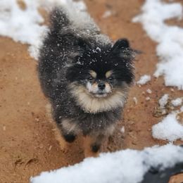 Cookee - Pomeranian