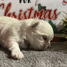Chi - White male Morkie puppy in Taylorsville, North Carolina from Mountain Top Hot Tailz