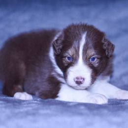 Nevada - Red tri-color male Australian Shepherd puppy in Easton, Missouri from MMA Kennel