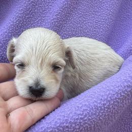 Cici - Apricot female Maltipoo puppy in Alexander, Arkansas from Durham's Designer Poos