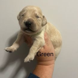 Green male - Golden male Golden Retriever puppy in Jesup, Georgia from Painted Platinum Retrievers (Painted Platinum Kennel) PPK