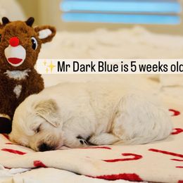 Mr Dark Blue - Light golden male Golden Retriever puppy in Pocatello, Idaho from Dusk View Golden Retrievers