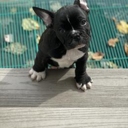 Black Panther - Brindle and white male French Bulldog puppy in Thorndale, Pennsylvania from Lorie's French Bulldogs