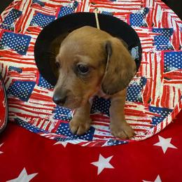 Boy 1 - Dapple male Dachshund puppy in Stilwell, Oklahoma from Starr Springs Doxies