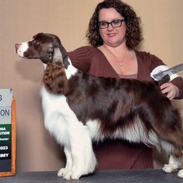 Freya - English Springer Spaniel