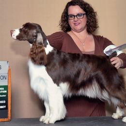 Freya - English Springer Spaniel