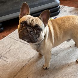 Gary - French Bulldog