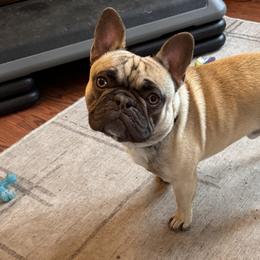 Gary - French Bulldog