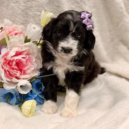 Purple collar toy - Black tri-color female Aussiedoodle puppy in 32046, Florida from River Hill Ranch