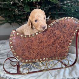 Ginger - Cream female Dachshund puppy in Kissimmee, Florida from Mini Doxie Cuties