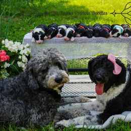 Sheepadoodle Puppies from The Farms Precious Doodles