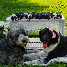Sheepadoodle Puppies from The Farms Precious Doodles