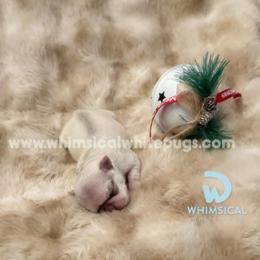 Pug puppies from Whimsical White Pugs - Quality Comes First
