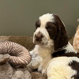 Sweetie - White and liver female English Springer Spaniel puppy in Newport News, Virginia from Sara's English Springer Spaniels