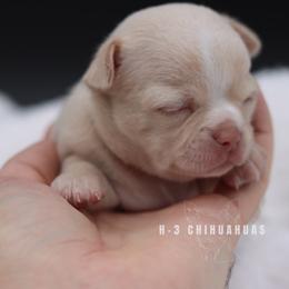 Vivien - Cream female Chihuahua puppy in Tulsa, Oklahoma from H-3 Chihuahuas