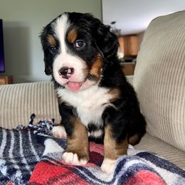 Bernese Mountain Dog Puppies from J & J Meadows