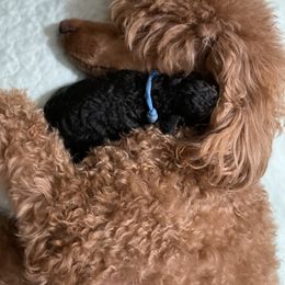 Poodle Puppies from Grandy’s Pretty Poodles