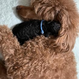 Poodle Puppies from Grandy’s Pretty Poodles