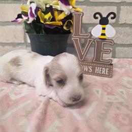 Maple - Piebald female Dachshund puppy in Grant, Michigan from Low Down Dashchuand