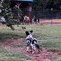 Merle boy 1 - Blue merle male Australian Shepherd puppy in Piedmont, Oklahoma from HeartDriven Aussies