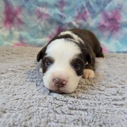 Boy 3 - Red tri male Miniature Australian Shepherd puppy in Church Hill, Tennessee from Hippie Dog Haven