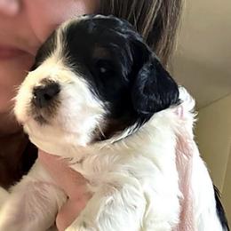 Patch - Tri-color male Bernedoodle puppy in Mint Hill, North Carolina from Ball-Y-Hoo Bernedoodles