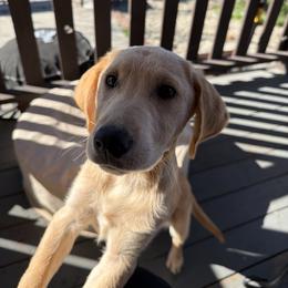 Labrador Retriever puppies from Red Barn Family Labs