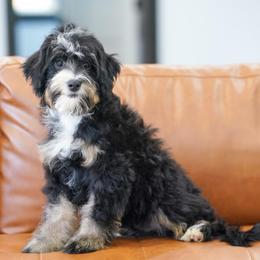 Carter (socialization program grad) - Tri-color male Bernedoodle puppy in Dundee, Ohio from Down Home Doodle