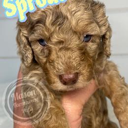 Sprout - Brown and tan male Cockapoo puppy in Anniston, Alabama from Mason Farmhouse Poodles, Doodles & Poos (Breeding & Stud Services)