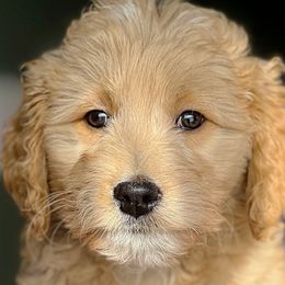 Dev - Cream Goldendoodle puppy in Lancaster, Minnesota from North Star Dog Training