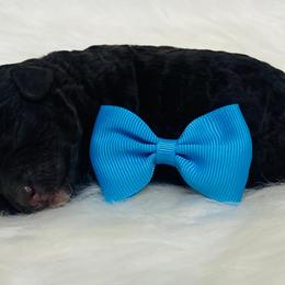 Rollo - Brown female Poodle puppy in Nixa, Missouri from Family Poodles