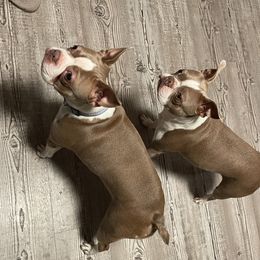 Tilly - Boston Terrier