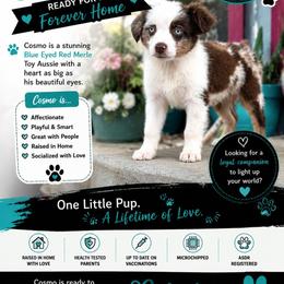 Cosmo - Red merle male Miniature Australian Shepherd puppy in Dalhart, Texas from RNL Family Raised Pups