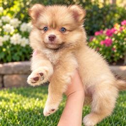 Nutty - Cream sable female Pomeranian puppy in Edinburg, Texas from Divine Valley Poms