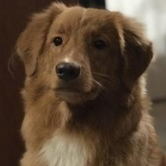 Nova Scotia Duck Tolling Retriever All Grown Up from Highland Tollers